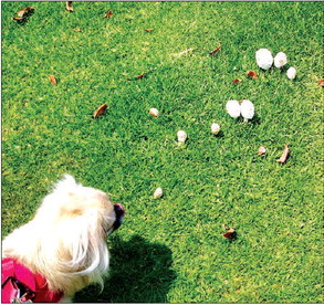 What you need to know about dogs and mushroom toxicity