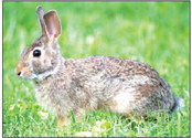 Disease deadly to rabbits confirmed  for first time in OC and area counties