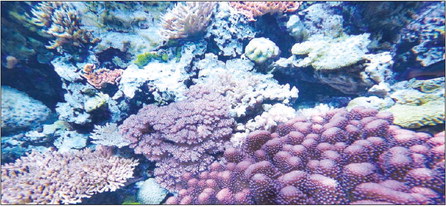 New coral reef exhibition is ready for guests