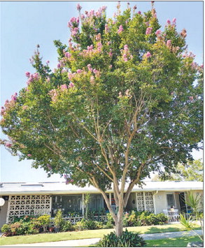 A Crape Myrtle tree in ….