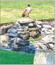 Diversity of wildlife at Turtle Lake Golf Course is inspiring, uplifting