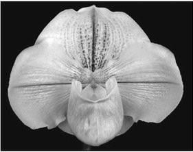 Slip into this lecture on paphs