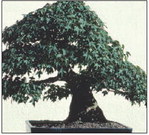 Nikkei Club Nikkei Club