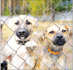 LWers interested in pet adoption are invited to attend today’s meeting