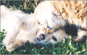 Donate to the SB animal sheter and win