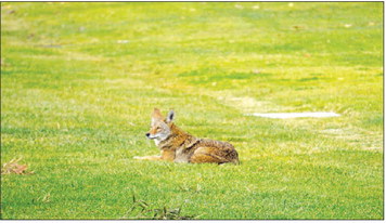 Take precaution during the active coyote season