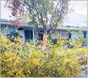 sive season of wintery rain. ….