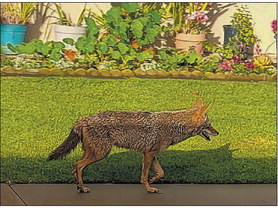 Coyote sightings increase in April Coyote sightings increase in April