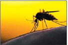How to prepare for mosquito season