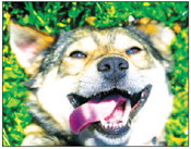 SB Police takes over animal services