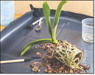 Repot orchids at upcoming workshop