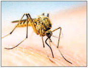 Mosquitoes test positive for West  Nile virus in OC