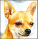 Paws, Claws and Beaks Club