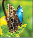 Botanical garden trip is May 23