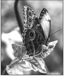 Botanical garden trip is May 23