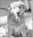 Paws, Claws and   Beaks Club