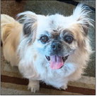 Paws, Claws and Beaks Club will change meeting formatting