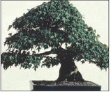 Japanese American Club