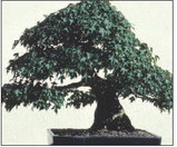 Japanese American Club