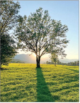 Photographers to share images of trees on Aug. 14