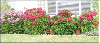 GARDEN CLUB: GARDEN OF THE ….