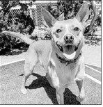 Donate to Seal Beach Animal   Shelter on Sept. 4 and win