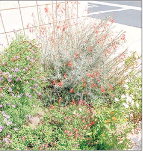 GARDEN CLUB 
	Garden  Club's ….