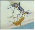 Mosquitos test positive for West Nile virus in nearby cities