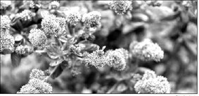 PCH median beautification project will close lanes starting Sept. 8