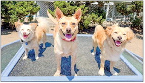 Local animal shelter will collect donations at Creedenced show