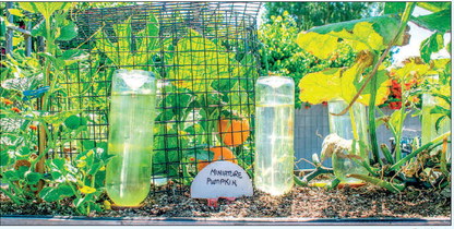 phase. This phase halts all ….