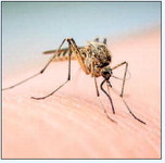 West Nile virus detected in LW mosquito sample