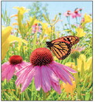 Presentation will focus on perennials