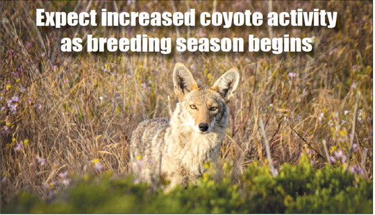 Expect increased coyote activity  as breeding season begins