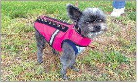 cated, intelligent, and adaptable predators, ….