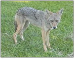 Coyotes in Leisure   World: An Overview