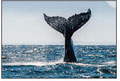 Tickets for whale watching excursion ….
