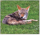 Learn more  about GRF’s  history with  coyotes