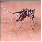 fueled by invasive Aedes aegypti ….