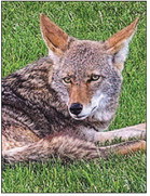 Escaped chihuahua killed by coyote near M5