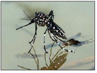 West Nile virus reported in OC
