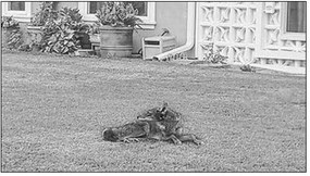 Reminder: How to Deal With Coyotes in Urban Areas