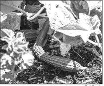 Gardening tips and tasks for late summer and early fall