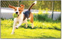 Blessing of the Animals at …. Blessing of the Animals at ….