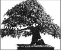 Japanese American Club