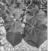 Submit photos of leaves by Oct. 5 Submit photos of leaves by Oct. 5