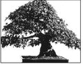 Japanese American Club