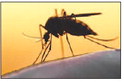 County will apply adulticide near …. County will apply adulticide near ….