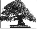 Japanese American Club